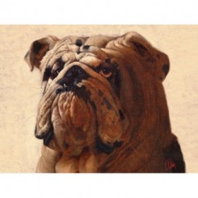 Bulldog - Cuadrostock