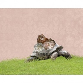 Tortoise on Pink - Cuadrostock