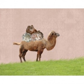 Camel on Pink - Cuadrostock