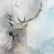 Stag Gaze II - Cuadrostock