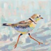 Coastal Plover I Neutral - Cuadrostock