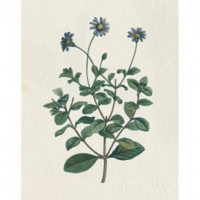 Victorian Garden Flowers IV - Cuadrostock