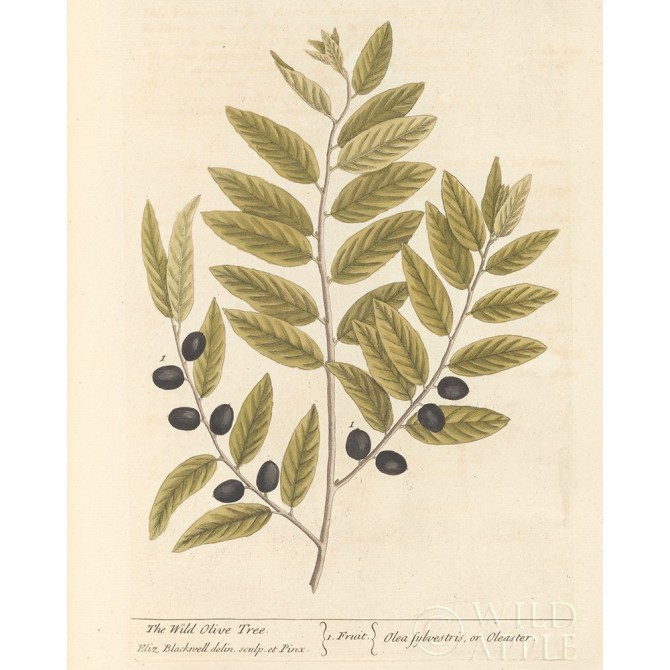 Olive Branch I - Cuadrostock