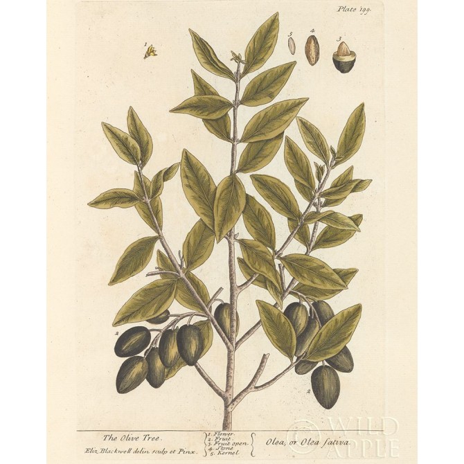 Olive Branch II - Cuadrostock