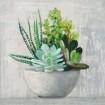 Succulent Still Life II - Cuadrostock