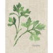 Italian Parsley v2 on Burlap - Cuadrostock