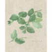 Oregano on Burlap - Cuadrostock