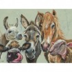 Farmyard Selfie - Cuadrostock