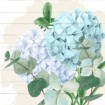 Hydrangea 2 - Cuadrostock