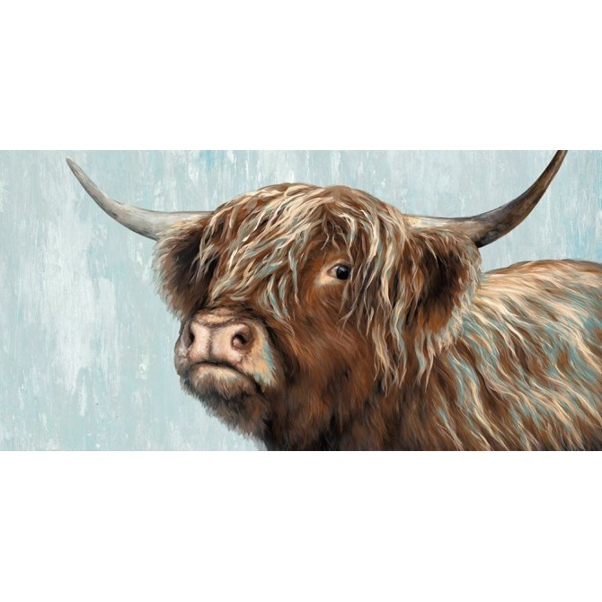 Highland Heifer - Cuadrostock