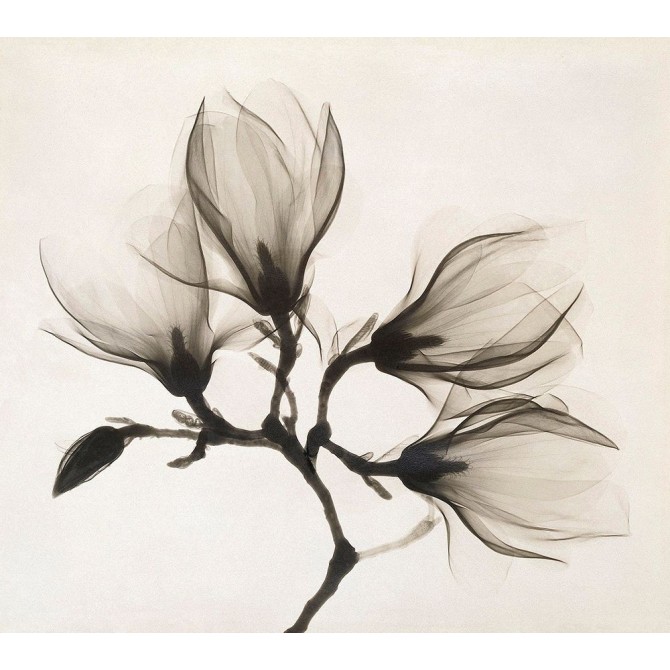 Branch with Four Magnolias, 1910-1925 - Cuadrostock