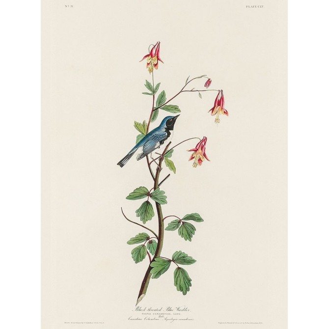 Black-throated Blue Warbler - Cuadrostock