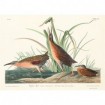 Virginia Rail - Cuadrostock