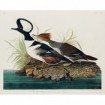 Hooded Merganser  - Cuadrostock