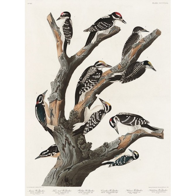 Marias Woodpecker - Cuadrostock