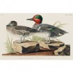 Green winged Teal - Cuadrostock