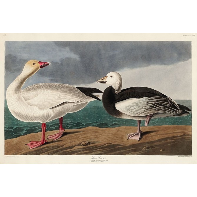 Snow Goose - Cuadrostock