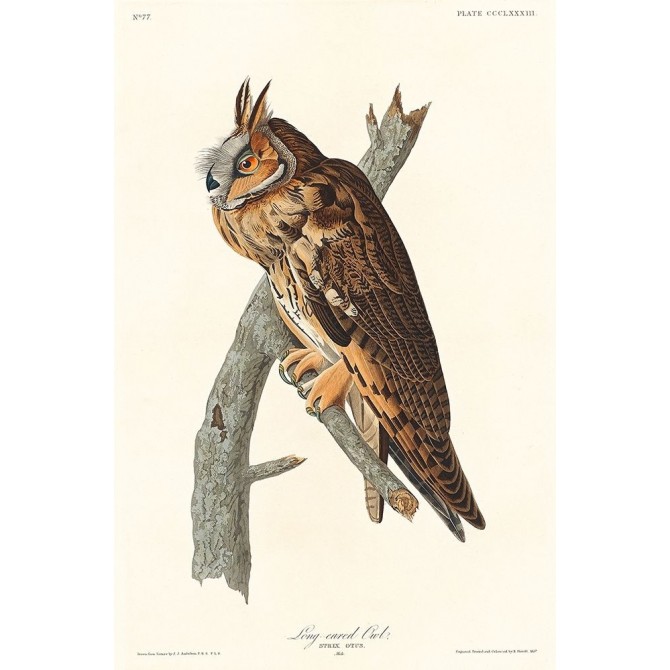 Long-eared Owl - Cuadrostock