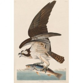 Fish Hawk, or Osprey - Cuadrostock