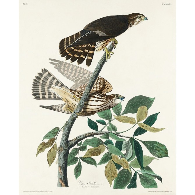 Pigeon Hawk - Cuadrostock