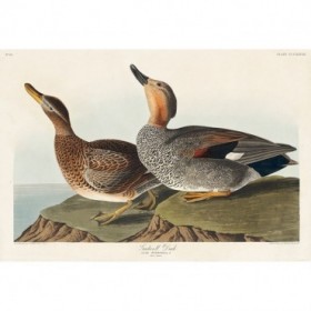 Gadwall Duck - Cuadrostock