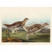 Sharp-tailed Grouse - Cuadrostock