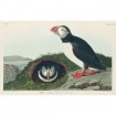 Puffin - Cuadrostock