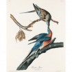 Passenger Pigeon - Cuadrostock