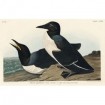 Foolish Guillemot - Cuadrostock