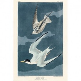 Lesser Tern - Cuadrostock