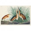 Least Bittern - Cuadrostock