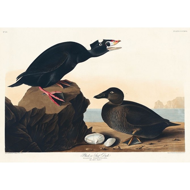 Black or Surf Duck - Cuadrostock