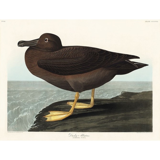 Dusky Albatros - Cuadrostock
