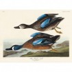 Blue-Winged Teal - Cuadrostock