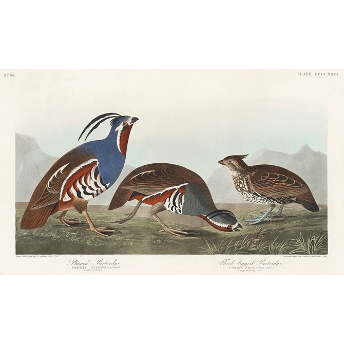 Plumed Partridge and Thick-legged Partridge - Cuadrostock