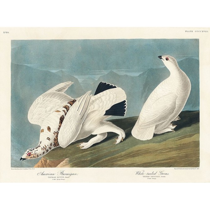 American Ptarmigan and White-tailed Grous - Cuadrostock