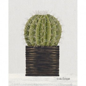 Potted Cactus - Cuadrostock