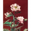 Haerdaceous Peony - Cuadrostock