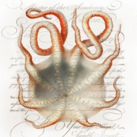 Octopus III - Cuadrostock