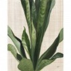 Tropical Study III Linen - Cuadrostock