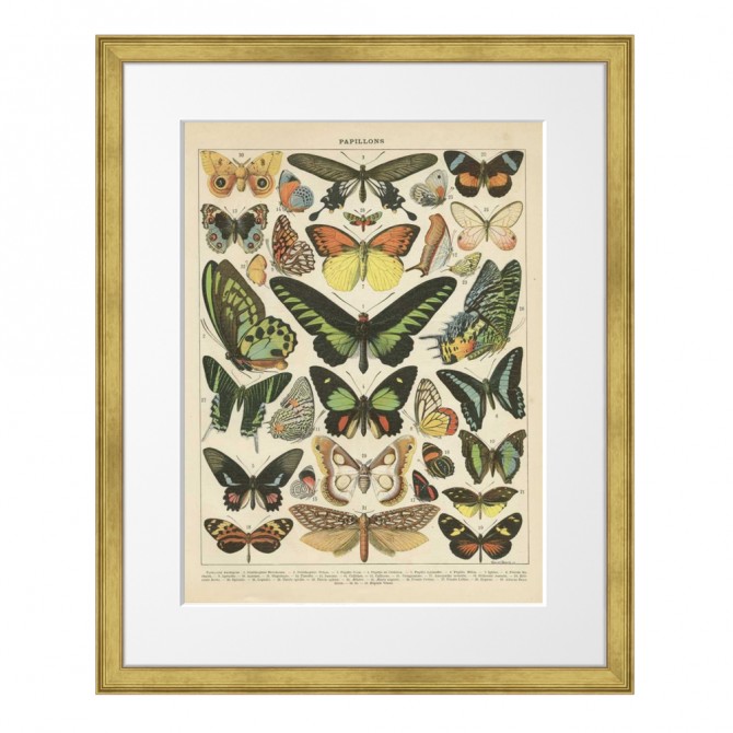 Conjunto de 2 cuadros con marco dorado y láminas vintage de mariposas - Cuadrostock
